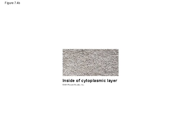 Figure 7. 4 b Inside of cytoplasmic layer 