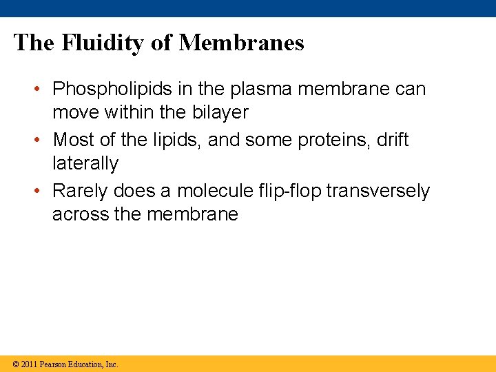 The Fluidity of Membranes • Phospholipids in the plasma membrane can move within the