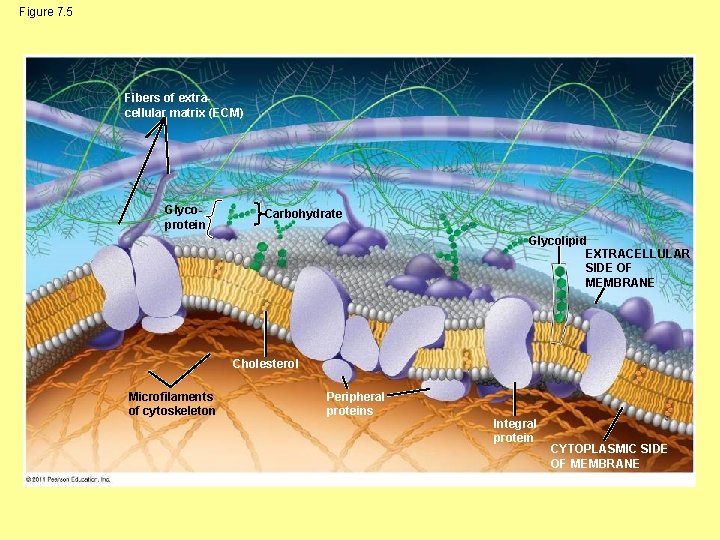 Figure 7. 5 Fibers of extracellular matrix (ECM) Glycoprotein Carbohydrate Glycolipid EXTRACELLULAR SIDE OF