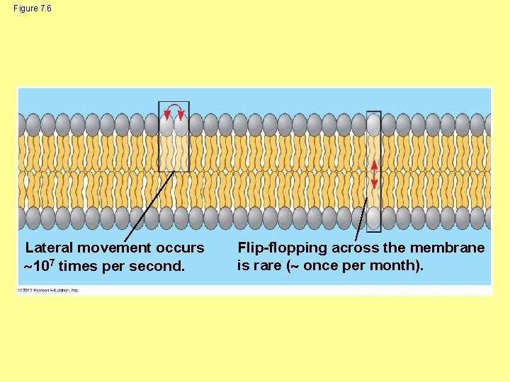 Figure 7. 6 Lateral movement occurs 107 times per second. Flip-flopping across the membrane