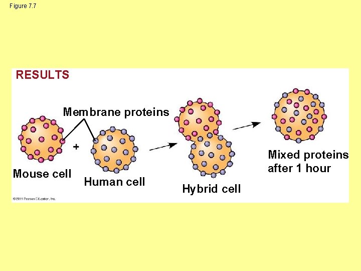 Figure 7. 7 RESULTS Membrane proteins Mouse cell Mixed proteins after 1 hour Human