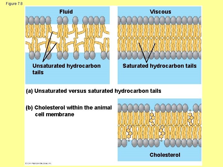 Figure 7. 8 Fluid Viscous Unsaturated hydrocarbon tails Saturated hydrocarbon tails (a) Unsaturated versus