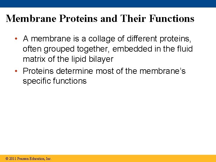 Membrane Proteins and Their Functions • A membrane is a collage of different proteins,