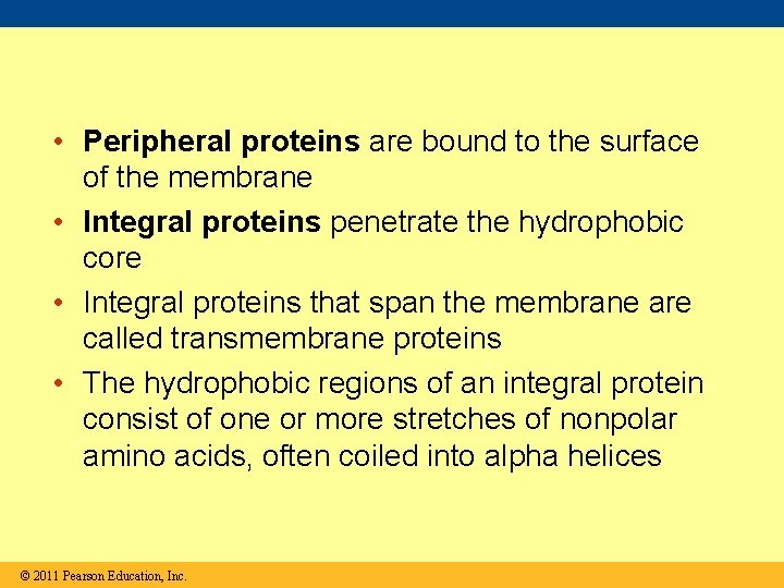  • Peripheral proteins are bound to the surface of the membrane • Integral