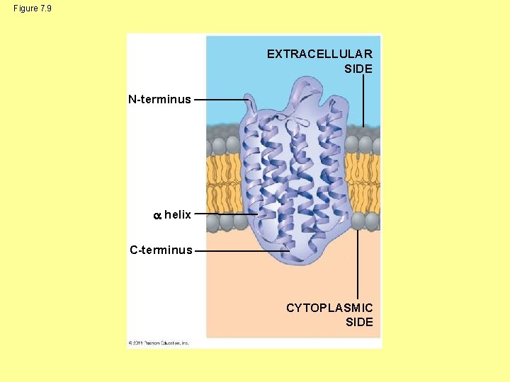 Figure 7. 9 EXTRACELLULAR SIDE N-terminus helix C-terminus CYTOPLASMIC SIDE 