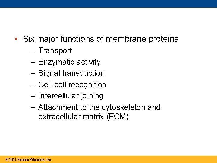  • Six major functions of membrane proteins – – – Transport Enzymatic activity