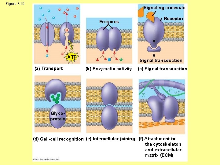 Figure 7. 10 Signaling molecule Enzymes ATP (a) Transport Receptor Signal transduction (b) Enzymatic