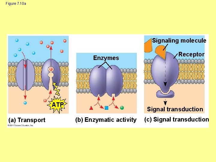 Figure 7. 10 a Signaling molecule Enzymes ATP (a) Transport Receptor Signal transduction (b)
