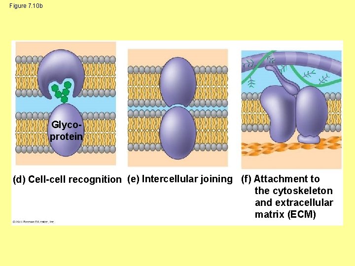 Figure 7. 10 b Glycoprotein (d) Cell-cell recognition (e) Intercellular joining (f) Attachment to