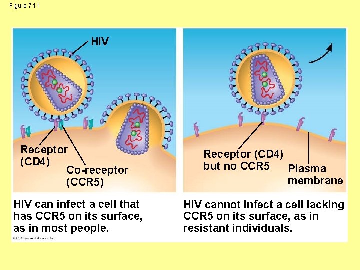 Figure 7. 11 HIV Receptor (CD 4) Co-receptor (CCR 5) HIV can infect a