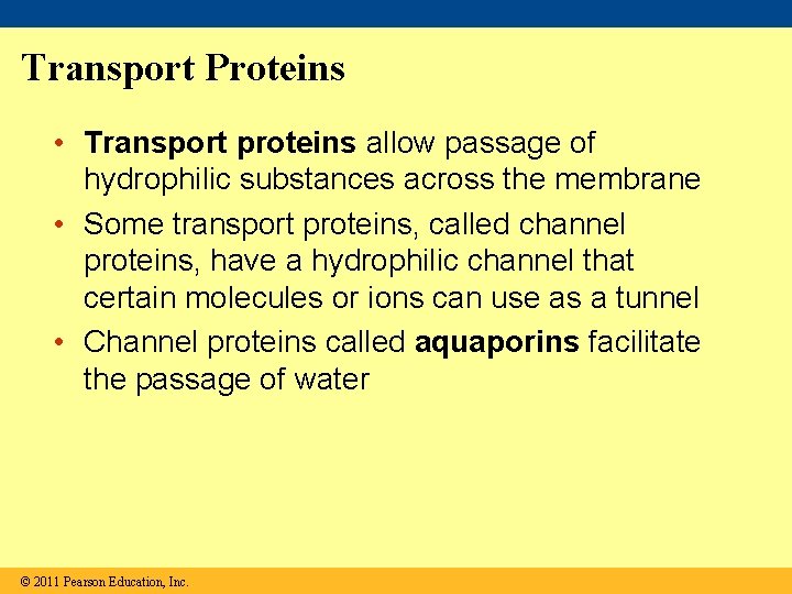 Transport Proteins • Transport proteins allow passage of hydrophilic substances across the membrane •