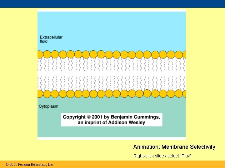 Animation: Membrane Selectivity Right-click slide / select “Play” © 2011 Pearson Education, Inc. 