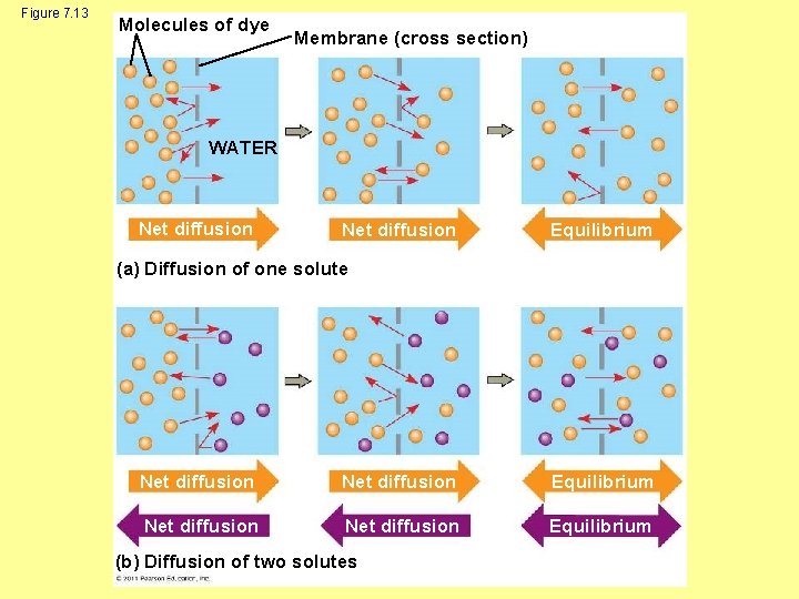 Figure 7. 13 Molecules of dye Membrane (cross section) WATER Net diffusion Equilibrium (a)