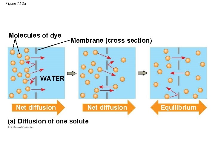 Figure 7. 13 a Molecules of dye Membrane (cross section) WATER Net diffusion (a)