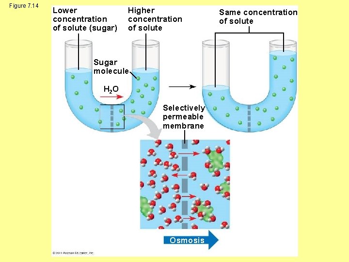 Figure 7. 14 Lower concentration of solute (sugar) Higher concentration of solute Sugar molecule
