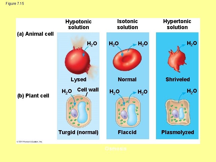 Figure 7. 15 Hypotonic solution Isotonic solution Hypertonic solution (a) Animal cell H 2