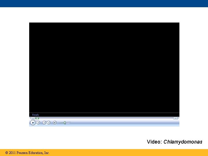 Video: Chlamydomonas © 2011 Pearson Education, Inc. 