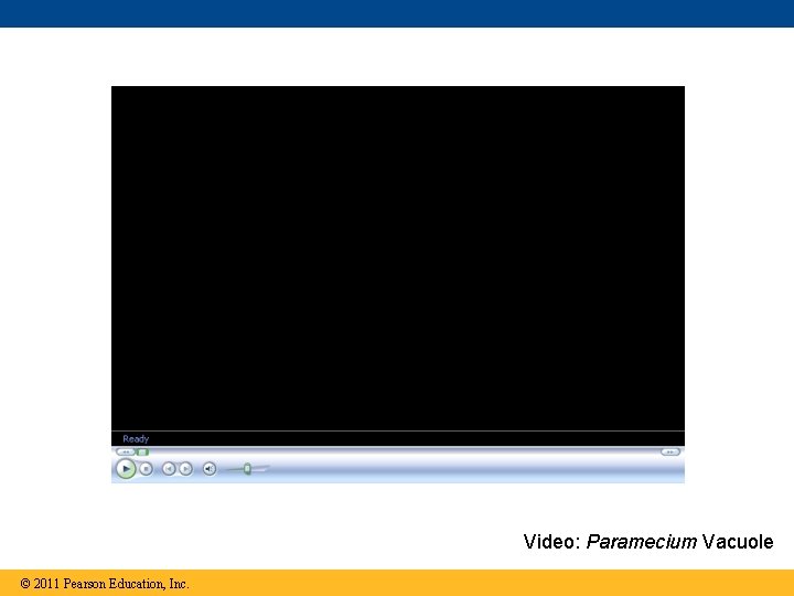 Video: Paramecium Vacuole © 2011 Pearson Education, Inc. 