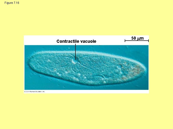 Figure 7. 16 Contractile vacuole 50 m 