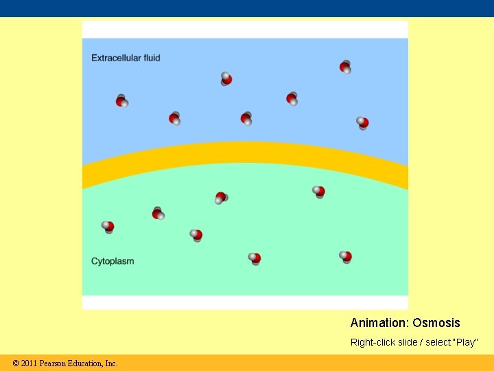 Animation: Osmosis Right-click slide / select “Play” © 2011 Pearson Education, Inc. 