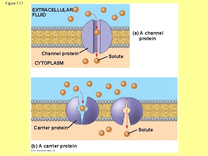 Figure 7. 17 EXTRACELLULAR FLUID (a) A channel protein Channel protein Solute CYTOPLASM Carrier