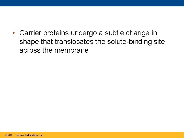  • Carrier proteins undergo a subtle change in shape that translocates the solute-binding