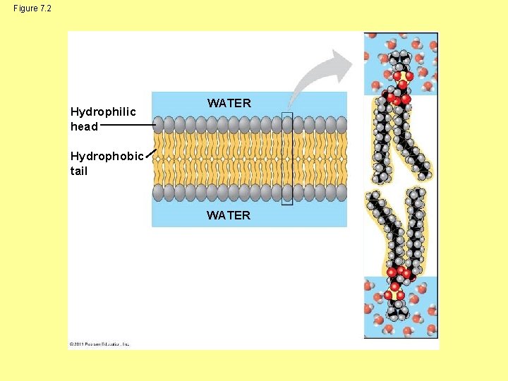 Figure 7. 2 Hydrophilic head WATER Hydrophobic tail WATER 