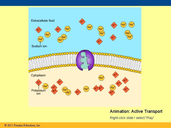 Animation: Active Transport Right-click slide / select “Play” © 2011 Pearson Education, Inc. 