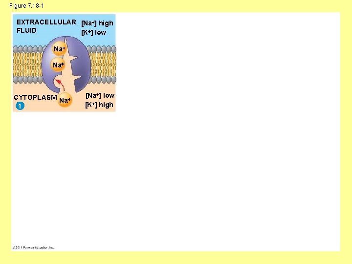 Figure 7. 18 -1 EXTRACELLULAR [Na ] high FLUID [K ] low Na Na