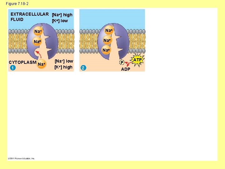 Figure 7. 18 -2 EXTRACELLULAR [Na ] high FLUID [K ] low Na Na