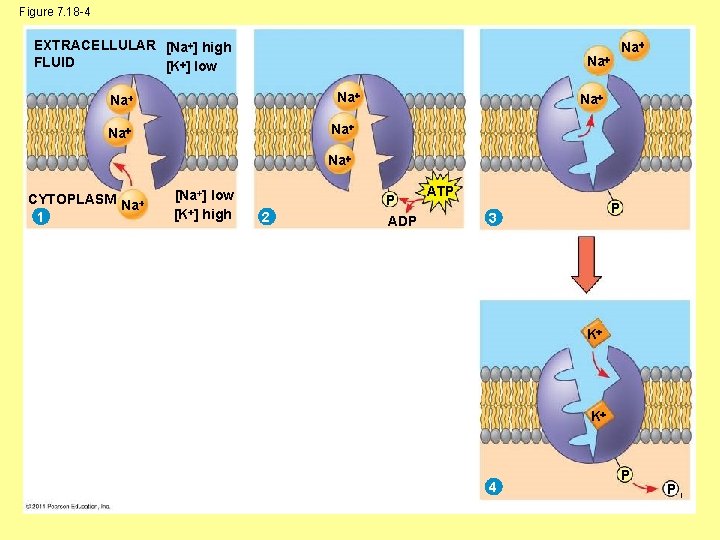 Figure 7. 18 -4 EXTRACELLULAR [Na ] high FLUID [K ] low Na Na