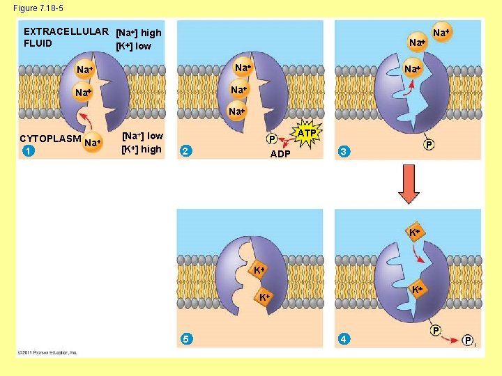 Figure 7. 18 -5 EXTRACELLULAR [Na ] high FLUID [K ] low Na Na