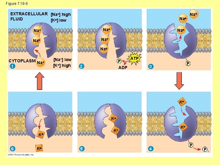 Figure 7. 18 -6 EXTRACELLULAR [Na ] high FLUID [K ] low Na Na