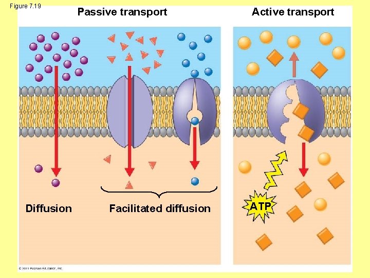 Figure 7. 19 Diffusion Passive transport Facilitated diffusion Active transport ATP 