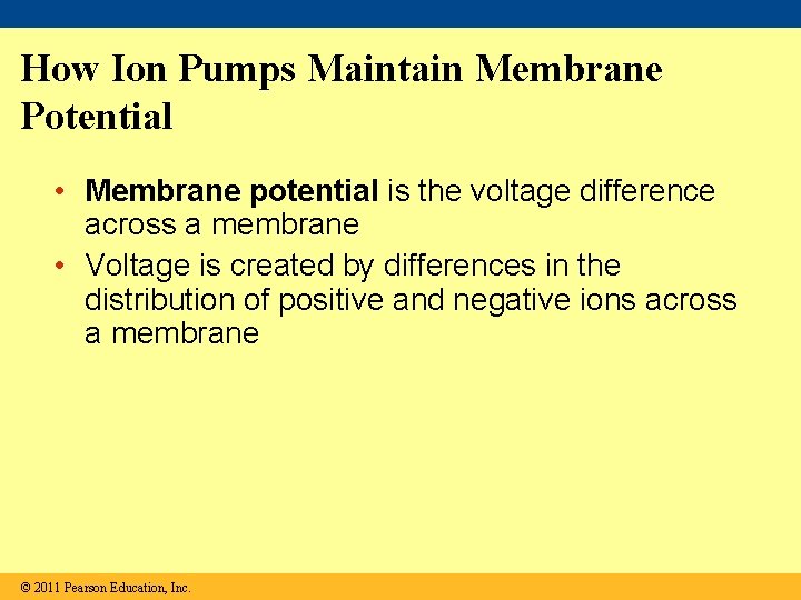 How Ion Pumps Maintain Membrane Potential • Membrane potential is the voltage difference across