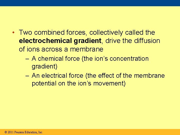  • Two combined forces, collectively called the electrochemical gradient, drive the diffusion of