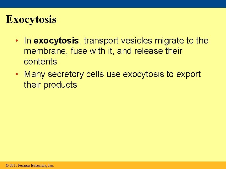 Exocytosis • In exocytosis, transport vesicles migrate to the membrane, fuse with it, and