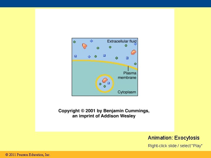 Animation: Exocytosis Right-click slide / select “Play” © 2011 Pearson Education, Inc. 