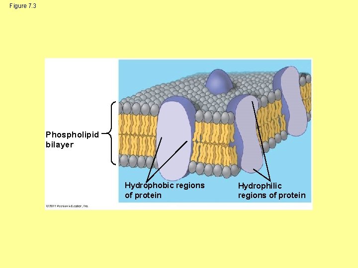 Figure 7. 3 Phospholipid bilayer Hydrophobic regions of protein Hydrophilic regions of protein 
