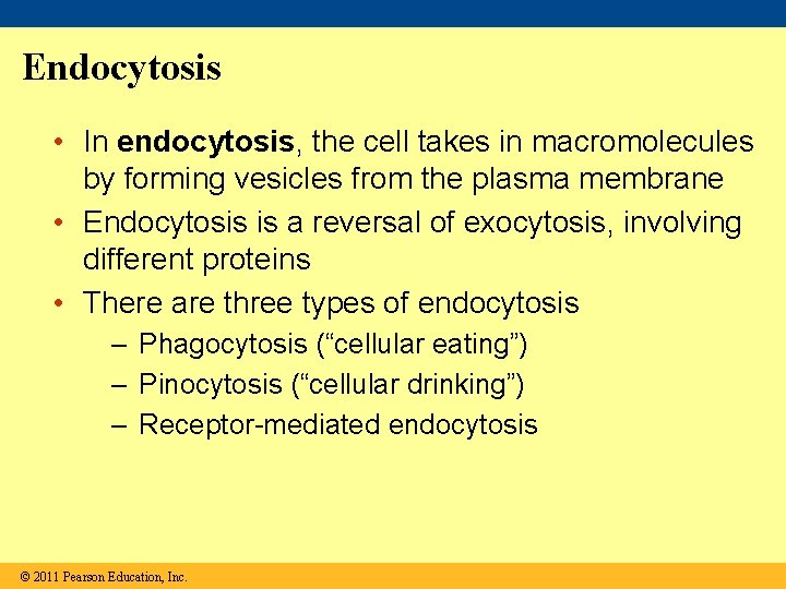 Endocytosis • In endocytosis, the cell takes in macromolecules by forming vesicles from the
