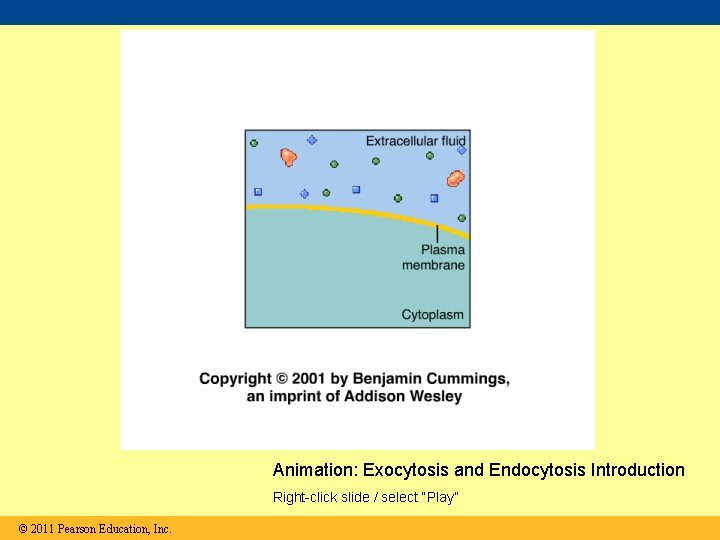 Animation: Exocytosis and Endocytosis Introduction Right-click slide / select “Play” © 2011 Pearson Education,