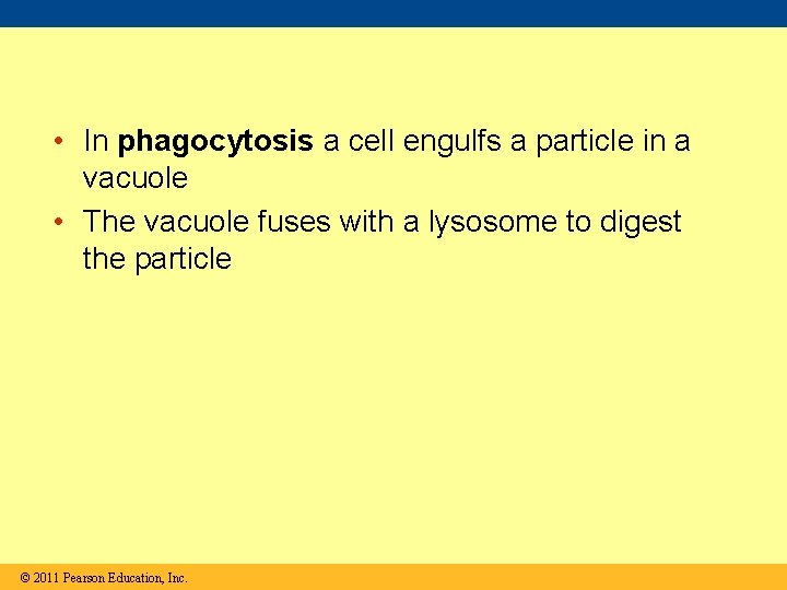  • In phagocytosis a cell engulfs a particle in a vacuole • The