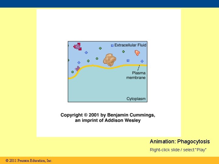 Animation: Phagocytosis Right-click slide / select “Play” © 2011 Pearson Education, Inc. 