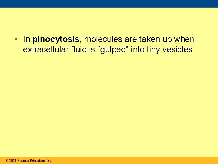  • In pinocytosis, molecules are taken up when extracellular fluid is “gulped” into