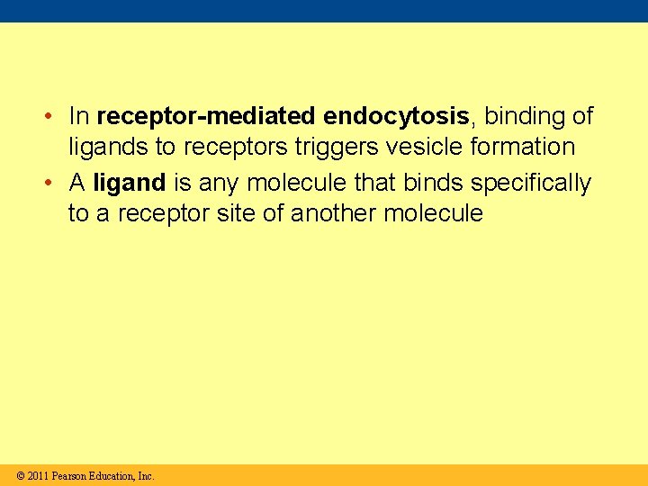  • In receptor-mediated endocytosis, binding of ligands to receptors triggers vesicle formation •