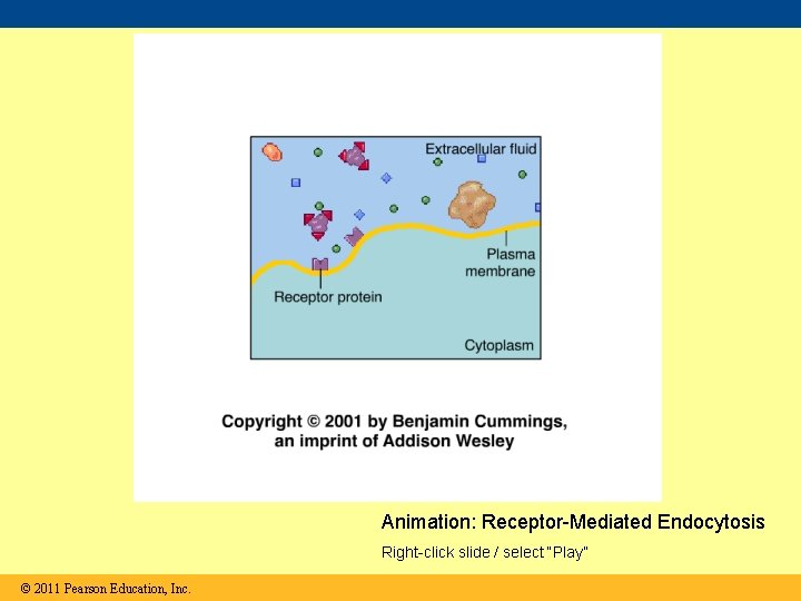 Animation: Receptor-Mediated Endocytosis Right-click slide / select “Play” © 2011 Pearson Education, Inc. 