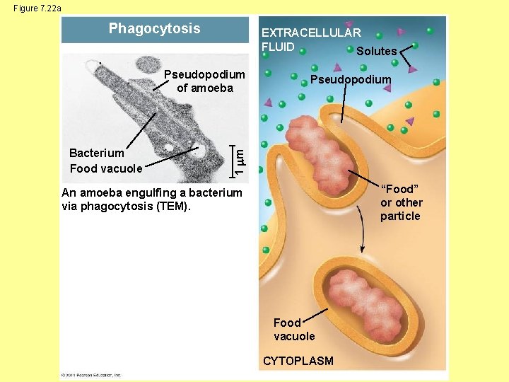 Figure 7. 22 a Phagocytosis EXTRACELLULAR FLUID Solutes Bacterium Food vacuole Pseudopodium 1 m