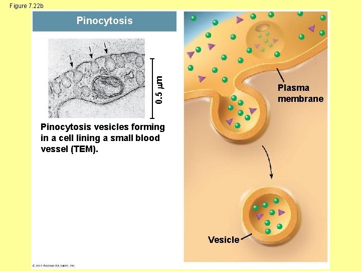 Figure 7. 22 b 0. 5 m Pinocytosis Plasma membrane Pinocytosis vesicles forming in