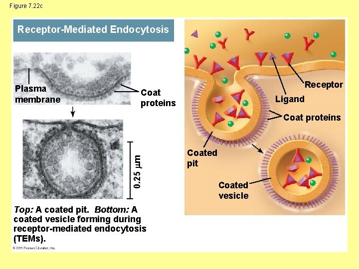 Figure 7. 22 c Receptor-Mediated Endocytosis Plasma membrane Receptor Coat proteins Ligand 0. 25