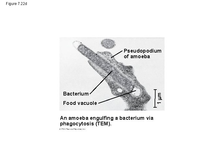 Figure 7. 22 d Bacterium Food vacuole An amoeba engulfing a bacterium via phagocytosis